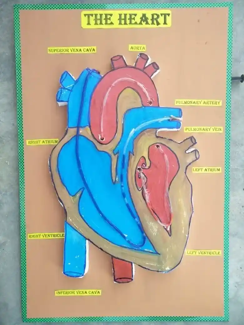 Colorful cardboard heart model with labeled anatomical parts including aorta, pulmonary artery, and chambers for science projects