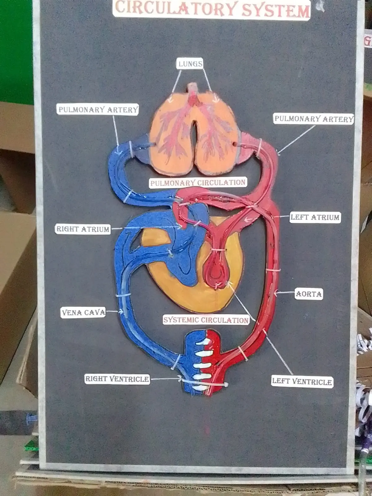 Handmade labelled circulatory system display model for a science project