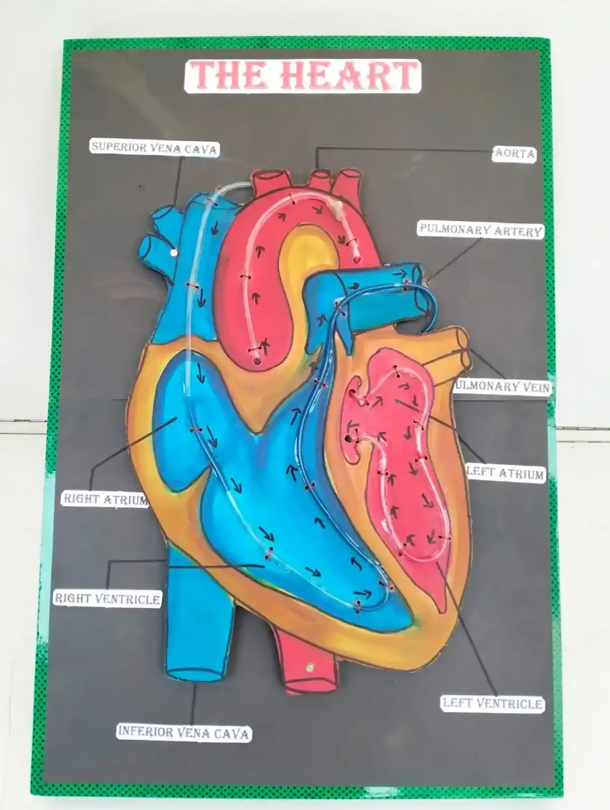 Handmade labelled heart model with blood-flow pathways for a science project