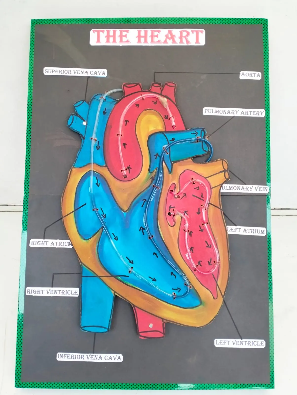 Handmade labelled heart model with blood-flow pathways for a science project